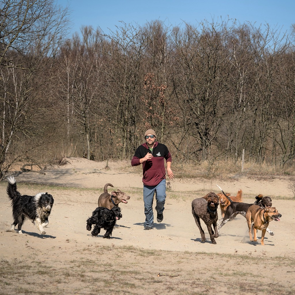 Hondenuitlaatservice: professionele hondenuitlater rent door de duinen met een groep enthousiaste honden van verschillende rassen