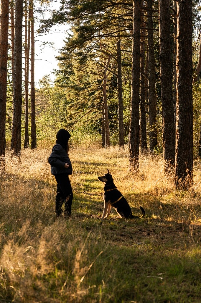 Hondentraining: trainer en hond oefenen samen buiten in het bos