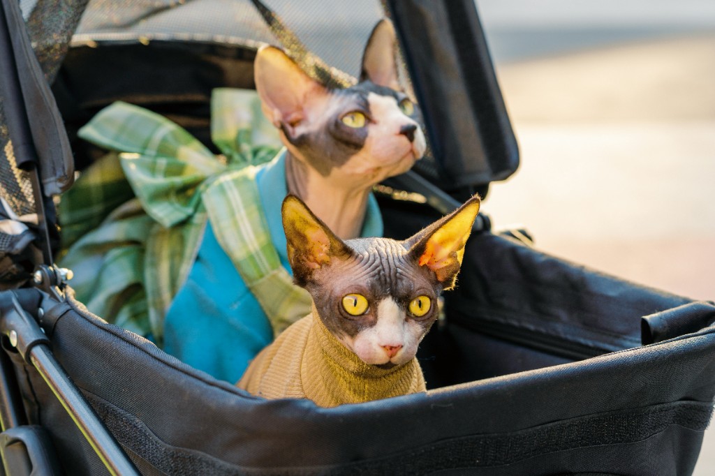 Dierentransport: huisdieren comfortabel vervoeren (bijv. in een huisdierenbuggy)